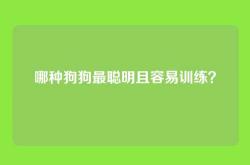 哪种狗狗最聪明且容易训练？