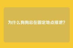 为什么狗狗总在固定地点排泄？