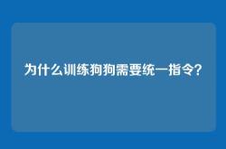 为什么训练狗狗需要统一指令？