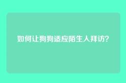 如何让狗狗适应陌生人拜访？