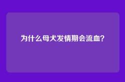 为什么母犬发情期会流血？