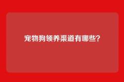 宠物狗领养渠道有哪些？