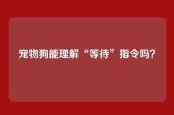 宠物狗能理解“等待”指令吗？