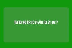 狗狗被蛇咬伤如何处理？