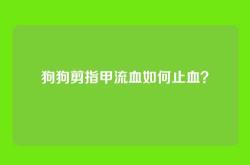 狗狗剪指甲流血如何止血？