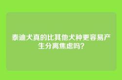 泰迪犬真的比其他犬种更容易产生分离焦虑吗？