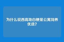 为什么说西高地白梗是公寓饲养优选？