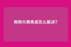 狗狗分离焦虑怎么解决？