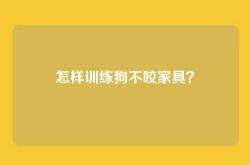 怎样训练狗不咬家具？