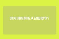如何训练狗听从召回指令？