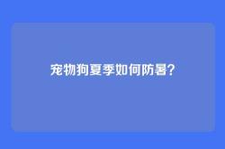 宠物狗夏季如何防暑？
