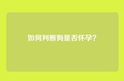 如何判断狗是否怀孕？