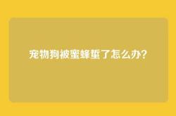 宠物狗被蜜蜂蜇了怎么办？