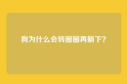 狗为什么会转圈圈再躺下？