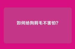 如何给狗剪毛不害怕？