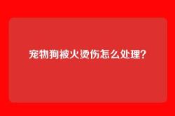 宠物狗被火烫伤怎么处理？