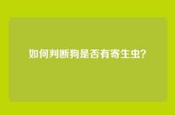 如何判断狗是否有寄生虫？