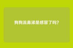 狗狗流鼻涕是感冒了吗？