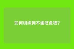 如何训练狗不偷吃食物？