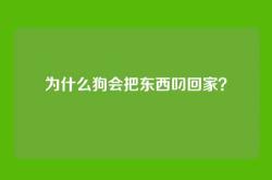 为什么狗会把东西叼回家？