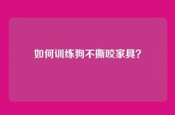 如何训练狗不撕咬家具？