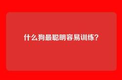 什么狗最聪明容易训练？
