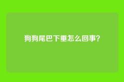 狗狗尾巴下垂怎么回事？