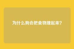 为什么狗会把食物埋起来？