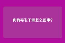狗狗毛发干燥怎么回事？
