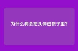 为什么狗会把头伸进袋子里？