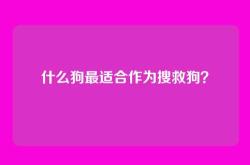 什么狗最适合作为搜救狗？