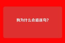 狗为什么会追逐鸟？