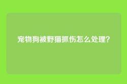 宠物狗被野猫抓伤怎么处理？