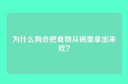 为什么狗会把食物从碗里拿出来吃？