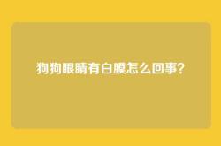 狗狗眼睛有白膜怎么回事？