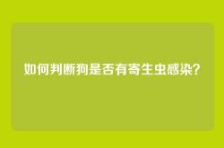 如何判断狗是否有寄生虫感染？