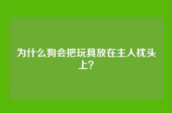 为什么狗会把玩具放在主人枕头上？