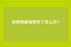 宠物狗被毒蛇咬了怎么办？