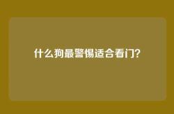 什么狗最警惕适合看门？