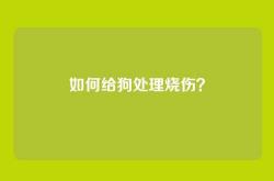 如何给狗处理烧伤？