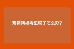 宠物狗被毒虫咬了怎么办？
