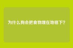 为什么狗会把食物埋在地毯下？