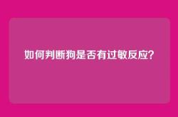 如何判断狗是否有过敏反应？