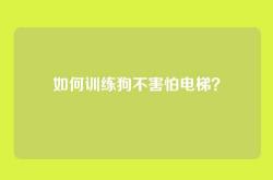 如何训练狗不害怕电梯？