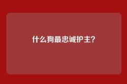 什么狗最忠诚护主？