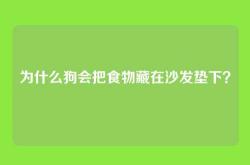 为什么狗会把食物藏在沙发垫下？