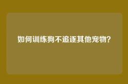 如何训练狗不追逐其他宠物？
