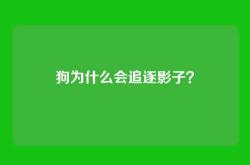 狗为什么会追逐影子？