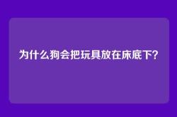 为什么狗会把玩具放在床底下？