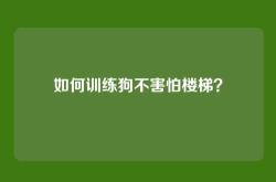 如何训练狗不害怕楼梯？